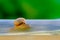 Business competition requires quicktime concept. Snail high speeds