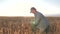 Business man checks the quality of wheat. agriculture concept. Farmer`s hands pour wheat grains in a bag with ears