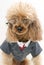 Business Poodle