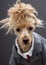 Business Poodle with Crazy Hair