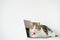 business with tabby scottish cat costume with necktie during use laptop and sit on white table
