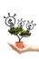 Business woman holding idea money tree in small pot