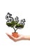 Business woman holding idea money tree in small pot