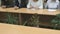 Business women sitting at the conference