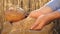 Businessman checks the quality of wheat. agriculture concept. close-up. Farmer`s hands pour wheat grains in a bag with