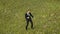 Businessman dance at grass mountain hill aerial. Autumn nature landscape. People recreation vacation