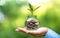 Businessman hand holding coin money cover growing plant. Plant growing out of coins with filter effect, money growing and small