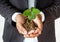 Businessman Hand holding sprout tree