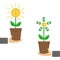 Businessman hands holding Growing paper money tree shining coin with dollar sign Plant in the pot. Financial growth concept. Succe