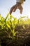 Businessman holding his hand above a young maize plant