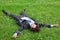 Businessman lies on back on grass