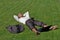 Businessman lying down on grass