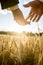 Businessman nurturing an ear of ripening wheat