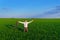 a businessman poses on a green grass field, concept of leisure or freelancing