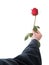 Businessman present the rose