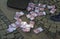 A businessman scattered the euro banknotes on the ground