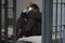 Businessman Sitting In Prison Cell