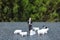 a Businessman standing on pasture among sheep