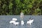 a Businessman standing on pasture among sheep