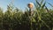 Businessman with a tablet checks the ears of corn. The concept of agricultural business. agronomist working in the field