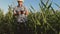 Businessman with a tablet checks the ears of corn. The concept of agricultural business. agronomist working in the field