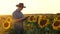 Businessman with tablet examines his field with sunflowers. farmer walks in a flowering field. agronomist man