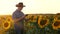 Businessman with tablet examines his field with sunflowers. farmer walks in a flowering field. agronomist man