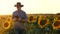 Businessman with tablet examines his field with sunflowers. farmer walks in a flowering field. agronomist man