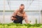 Businessperson or farmer checking hydroponic soilless vegetable in nursery farm. Business and organic hydroponic