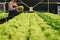 Businessperson or farmer checking hydroponic soilless vegetable in nursery farm. Business and organic hydroponic