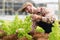 Businessperson or farmer checking hydroponic soilless vegetable in nursery farm. Business and organic hydroponic