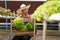 Businessperson or farmer checking hydroponic soilless vegetable in nursery farm. Business and organic hydroponic