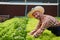 Businessperson or farmer checking hydroponic soilless vegetable in nursery farm. Business and organic hydroponic