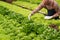 Businessperson or farmer checking hydroponic soilless vegetable in nursery farm. Business and organic hydroponic