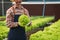 Businessperson or farmer checking hydroponic soilless vegetable in nursery farm. Business and organic hydroponic