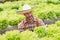 Businessperson or farmer checking hydroponic soilless vegetable in nursery farm. Business and organic hydroponic