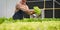 Businessperson or farmer checking hydroponic soilless vegetable in nursery farm. Business and organic hydroponic