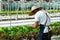 Businessperson or farmer checking hydroponic soilless vegetable in nursery farm. Business and organic hydroponic