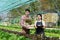 Businessperson or farmer checking hydroponic soilless vegetable in nursery farm. Business and organic hydroponic