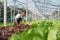 Businessperson or farmer checking hydroponic soilless vegetable in nursery farm. Business and organic hydroponic