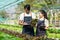 Businessperson or farmer checking hydroponic soilless vegetable in nursery farm. Business and organic hydroponic