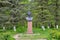 Bust monument to A. S. Pushkin among the firs