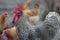 Bust portrait of a mottled gray rooster close-up