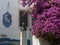 Bust of Portuguese Historian Julio de Castilho near Purple Bougainville, Lisbon