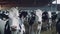 Bustling barn life: Majestic cows roam freely in a vast barn