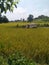 During the busy autumn harvest season, farmers are carrying harvesters to collect rice in rice fields;