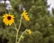 Busy bee approaching a sunflower