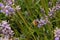 Busy bee on a Blue french lavender or lavandula angustifolia,