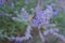 The busy bee climbing on the purple flowers