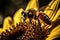 a busy bee collects nectar from a vibrant sunflower on a sunny day, showcasing the wild and fascinating life of insects.